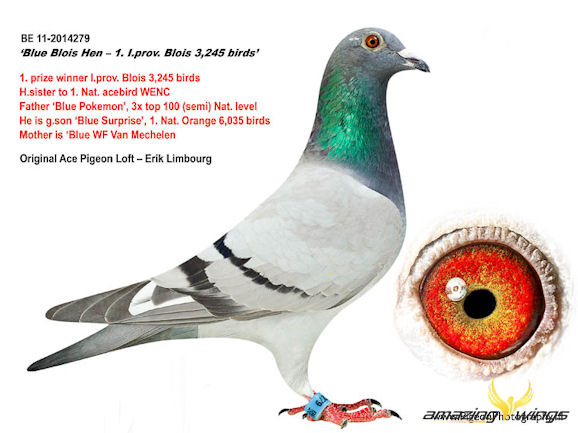 Blue Blois Hen