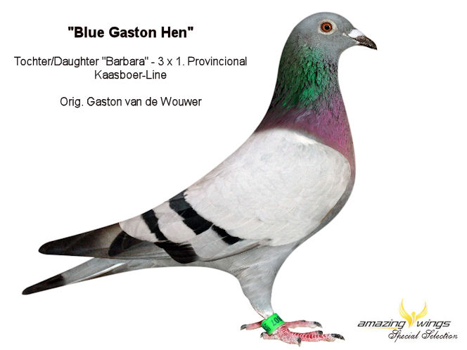 Blue Gaston Hen
