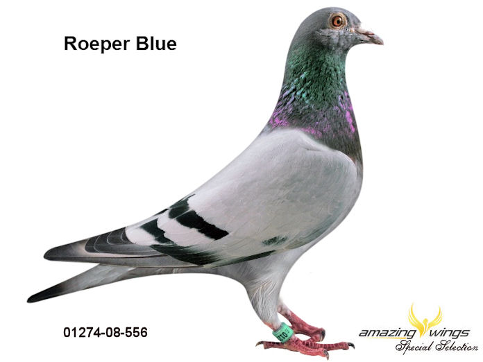 Roeper Blue1