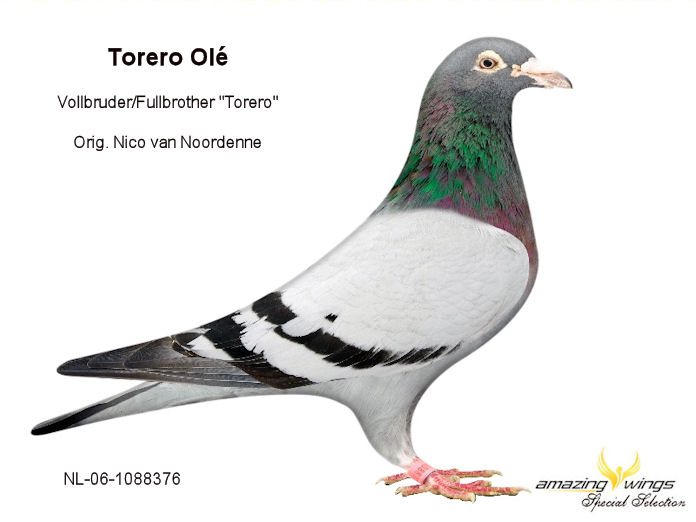Torero Ole