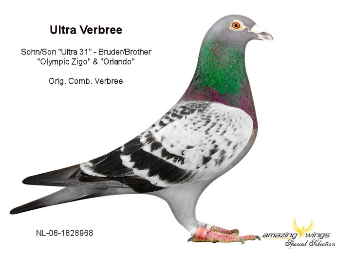 Ultra Verbree neu
