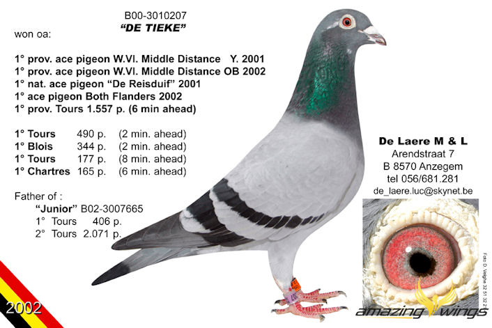tieke