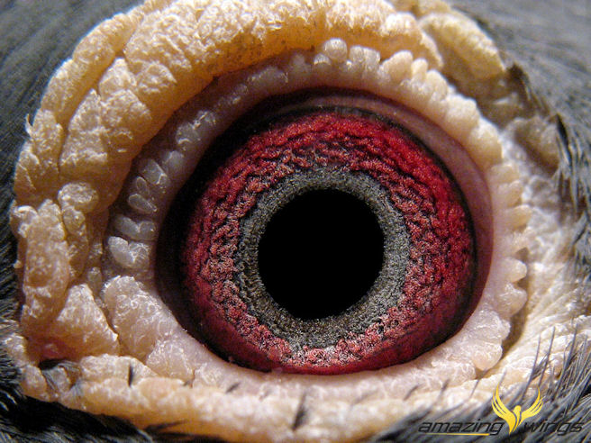 Auge1