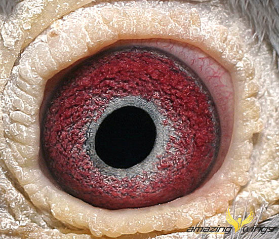 Auge2
