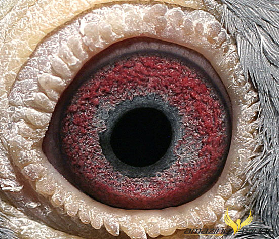 Auge3
