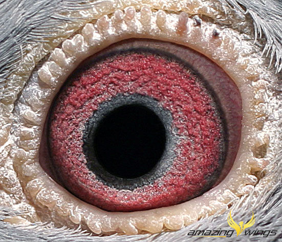 Auge4