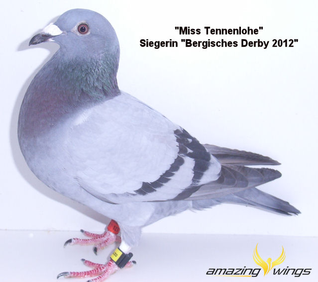Miss Tennenlohe