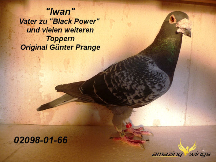 Iwan