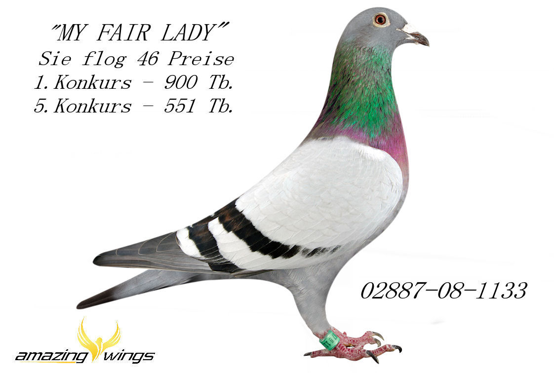 My Fair Lady d
