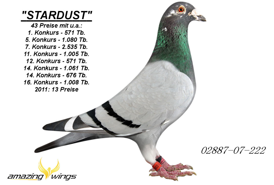 Stardust d