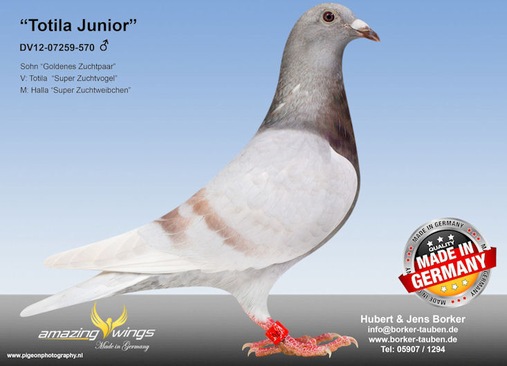 Totila Junior