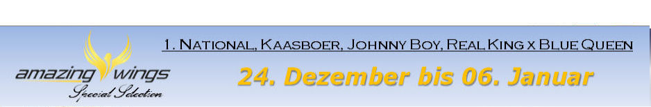 banner special kaasboer