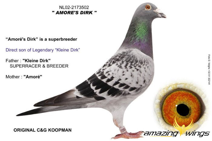 Amores Dirk