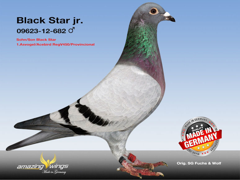 Black Star Jr