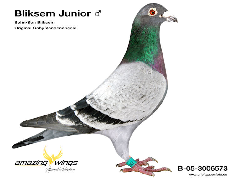 Bliksem Junior
