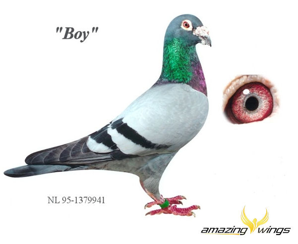 Boy