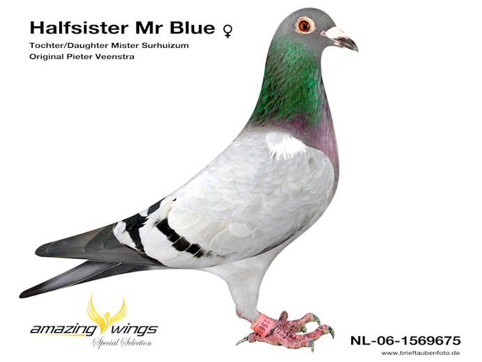 Mr Blue