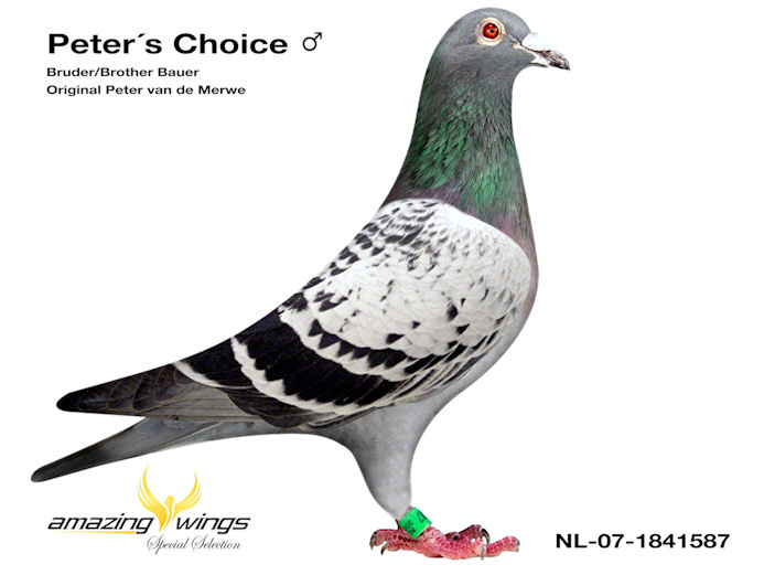 Peter1