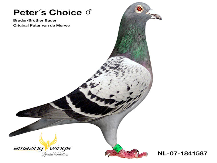 Peters Choice 1