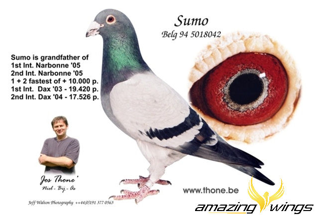 Sumo