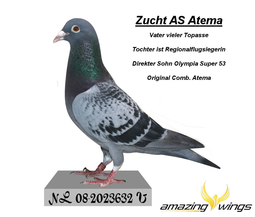 Zucht AS Atema