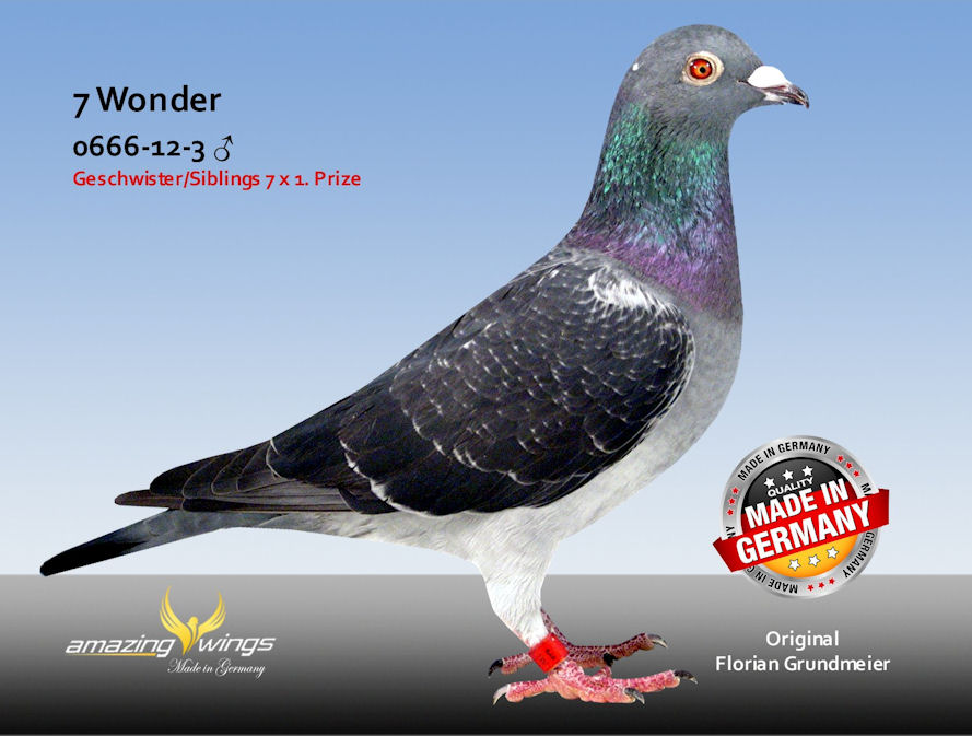 7 wonder