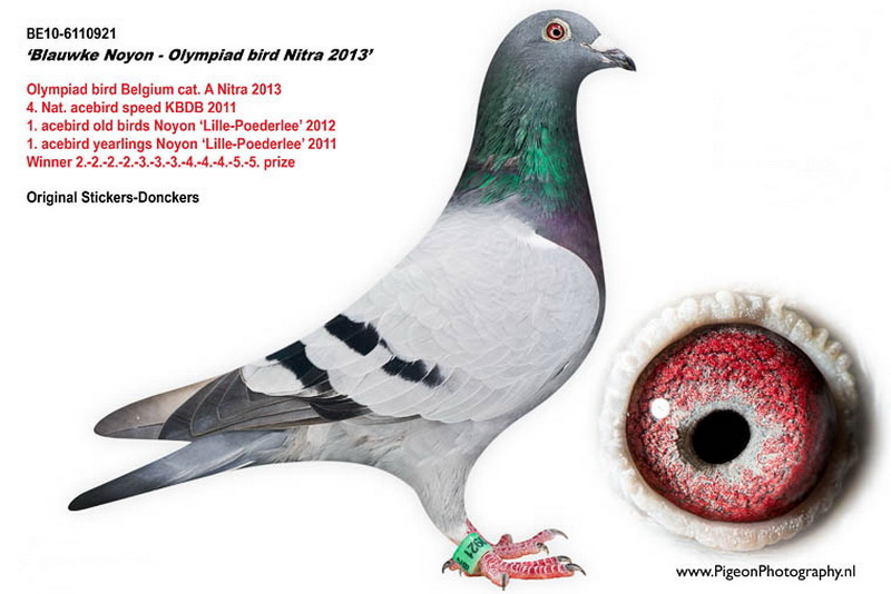 Blauwke Noyon