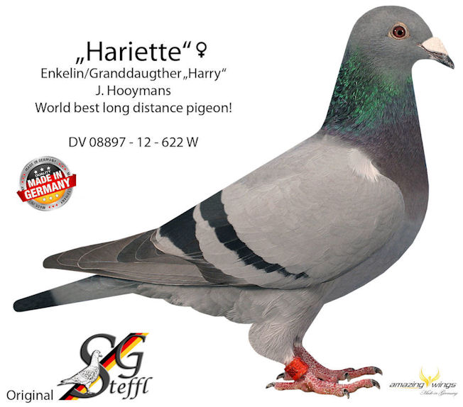 Harriette