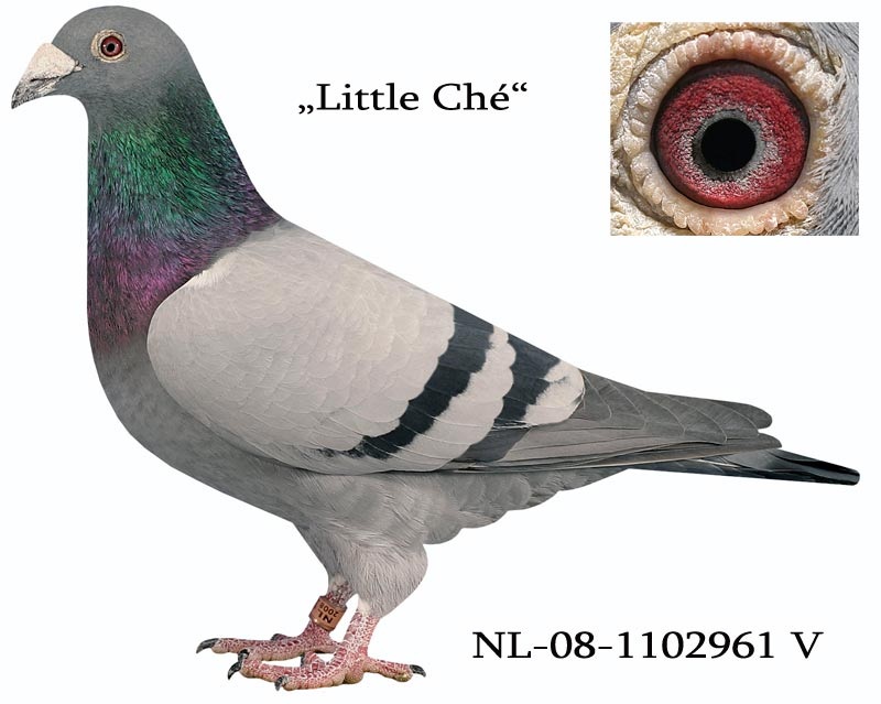 Little Che