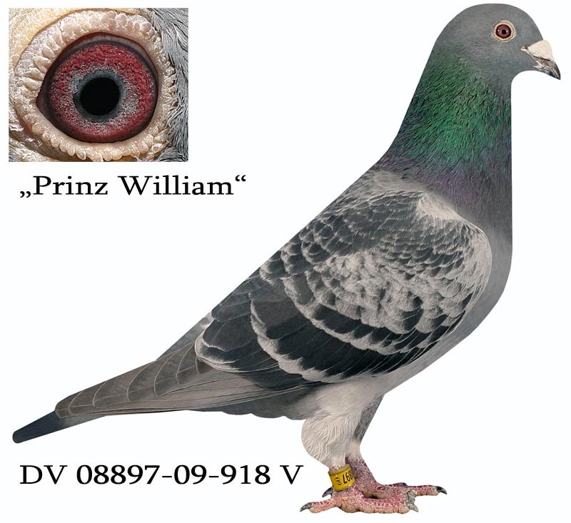 Prinz William