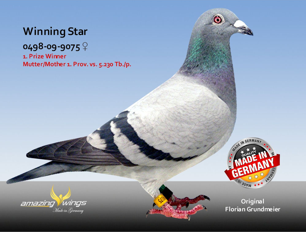 Winnging Star