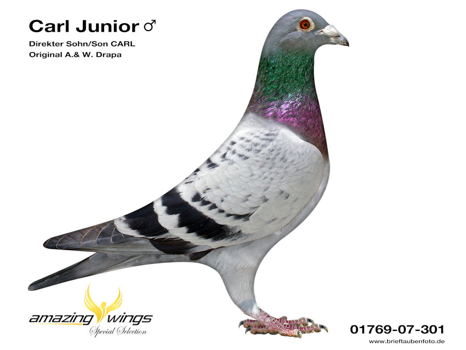 carl junior