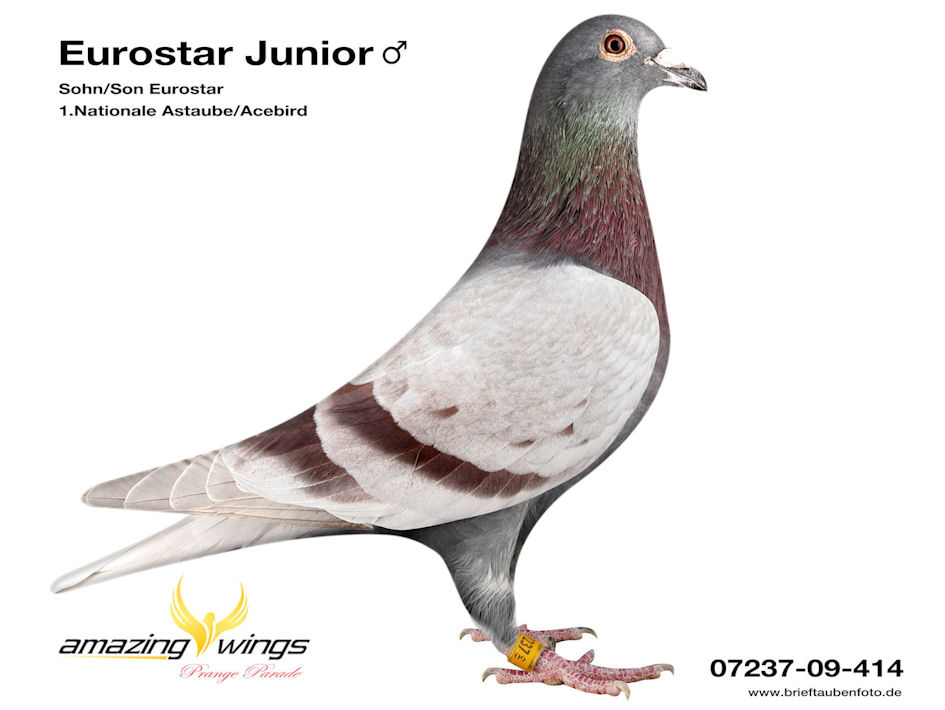 eurostar junior