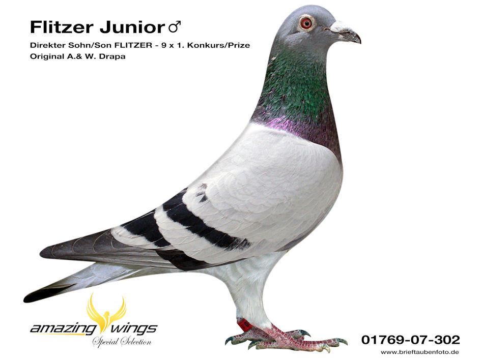 flitzer junior
