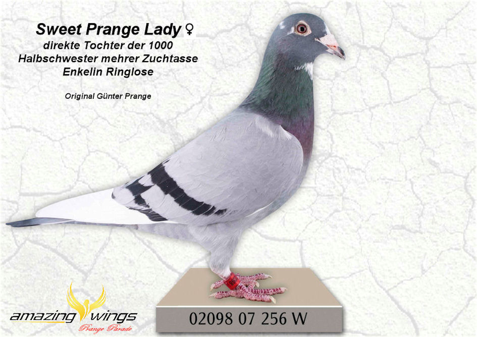 sweet prange