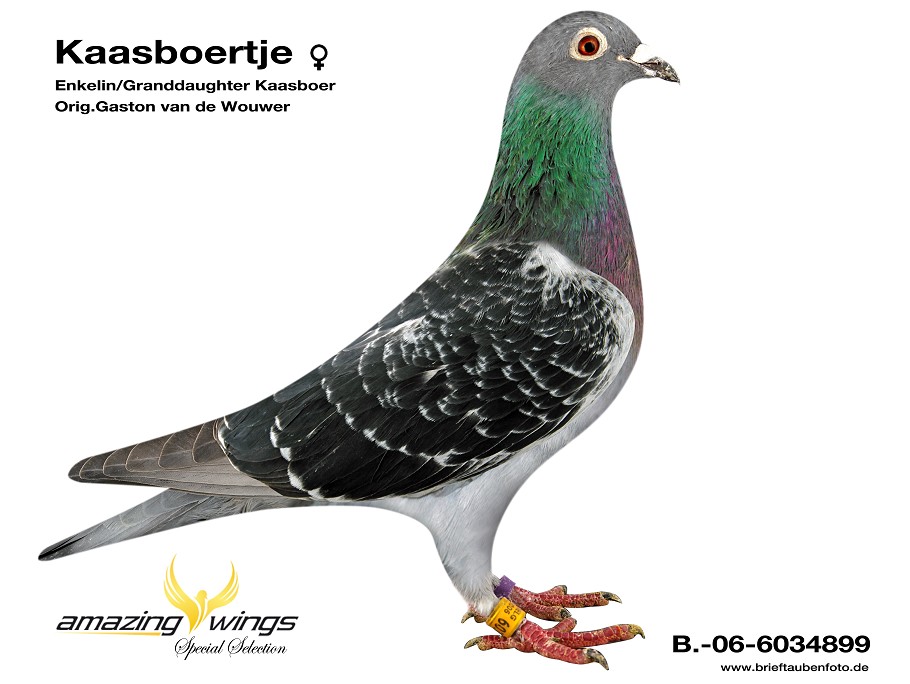 Kaasboertje