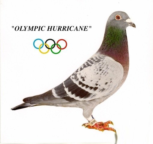 Olympic Hurricane