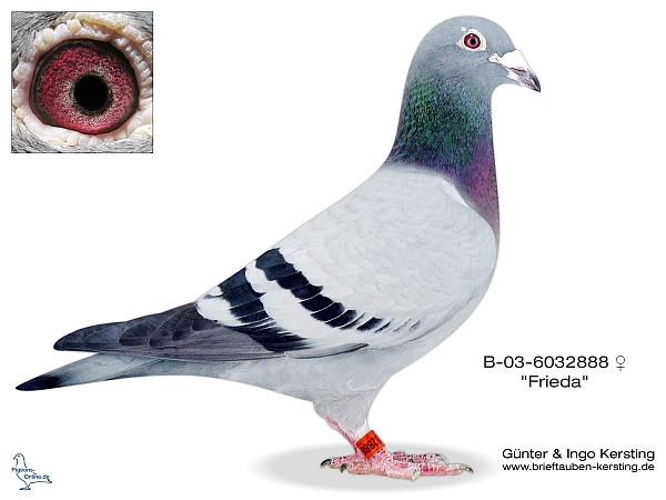 frieda