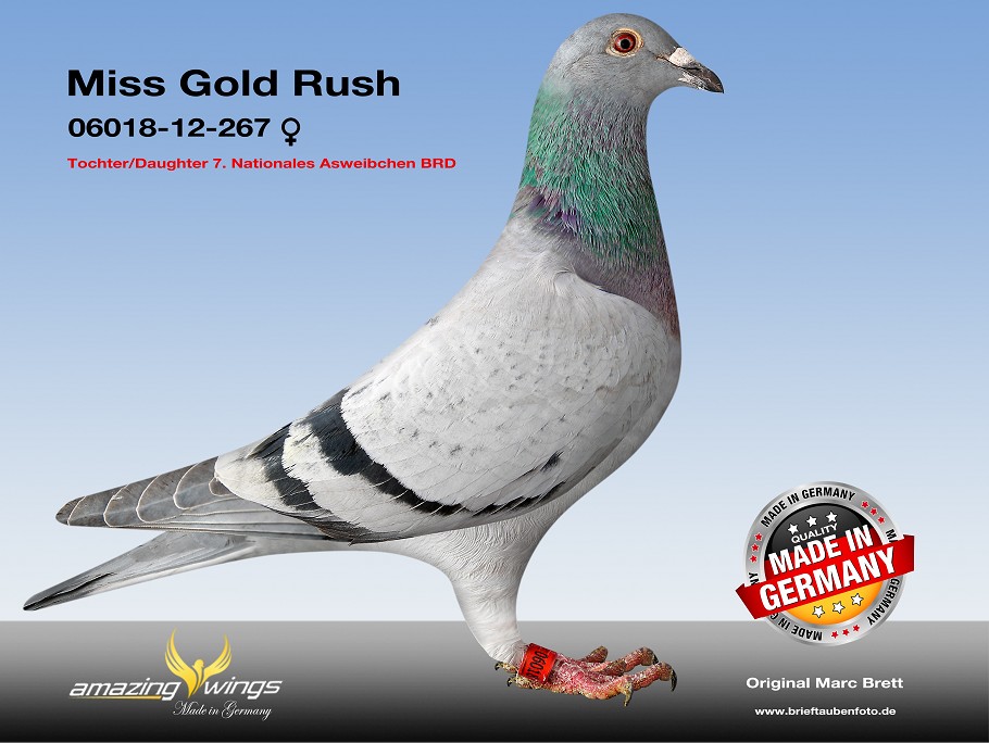 miss gold rush