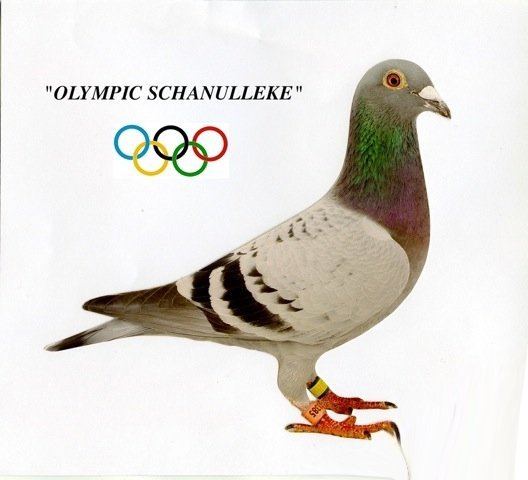 schanulleke