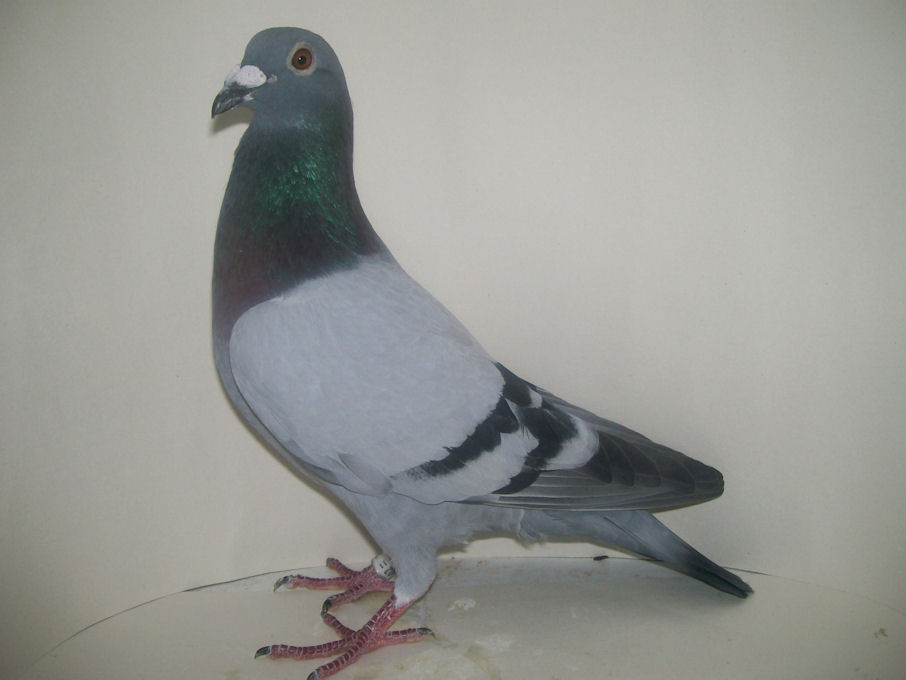Lehnen 046